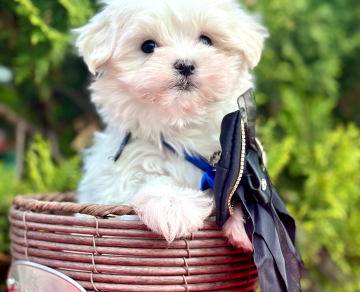 Maltese Terrier Kar Beyaz Bebekler